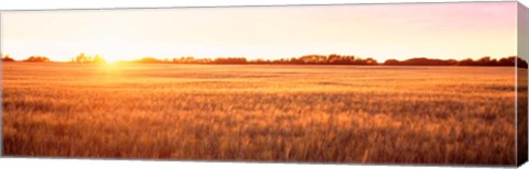 Framed Field in Canada Print