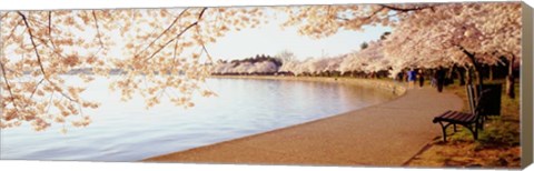 Framed Cherry Blossoms Print