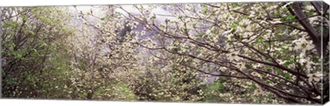 Framed Dogwood Trees, Yosemite National Park, California Print