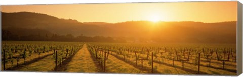 Framed Napa Valley Vineyard, California Print