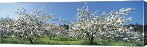 Framed Apple Blossom Trees, Norway Print