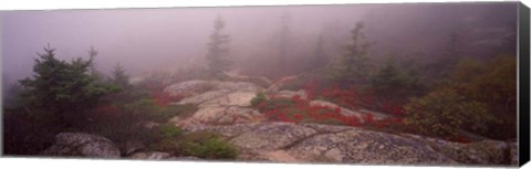 Framed Cadillac Mountain, Acadia National Park, Maine Print