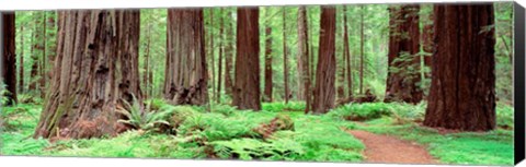 Framed Avenue Of The Giants, Founders Grove, California Print