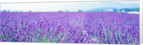 Framed Lavender Field in Japan Print