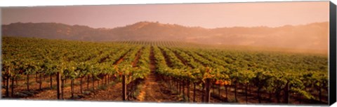 Framed Vineyard in Geyserville, CA Print