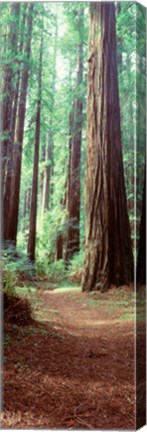 Framed Redwood Trees, St Park Humbolt, CO Print