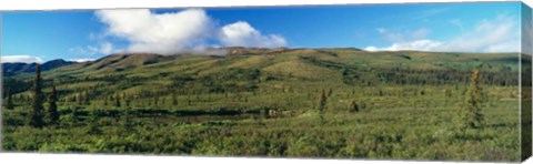 Framed Denali National Park, Alaska Print