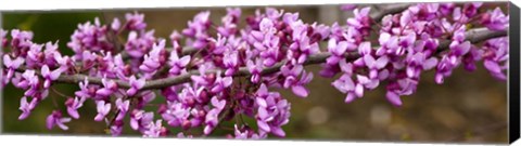 Framed Redbud Tree Blossoms Print