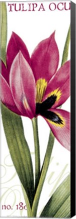 Framed Tulipa Oculus Print