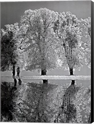 Framed Spring Reflections Print