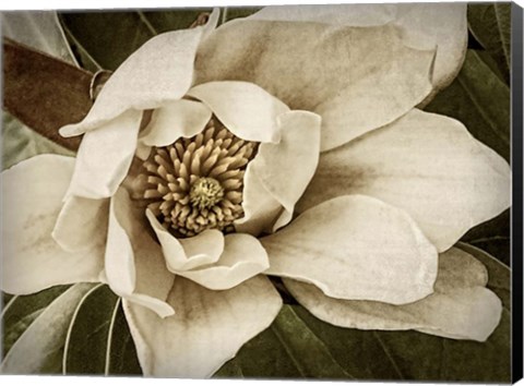 Framed Classic Magnolia I Print