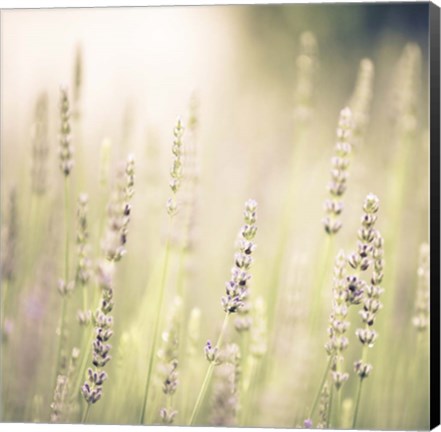 Framed Lavender Fields Print