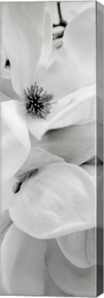 Framed Magnolia I Print