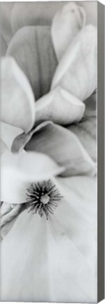 Framed Magnolia II Print