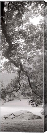 Framed Hampton Field Tree I Print
