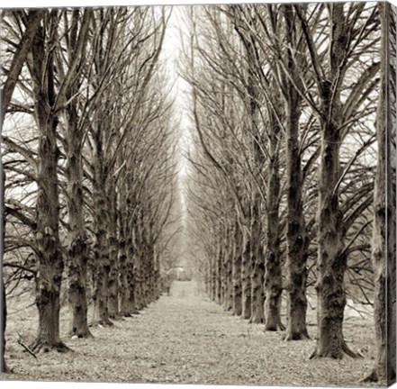 Framed Hampton Gates Promenade III Print