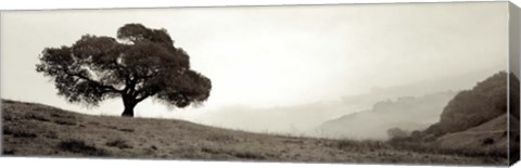 Framed Black Oak I Print