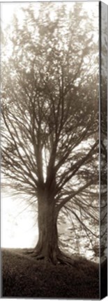 Framed Hampton Gates Tree No. 1 Print