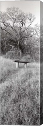 Framed Novato Oak Print