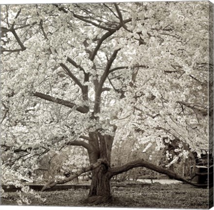 Framed Hamption Magnolia II Print