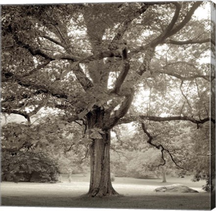 Framed Hampton Maple I Print