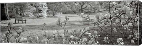 Framed Hampton Magnolia I Print