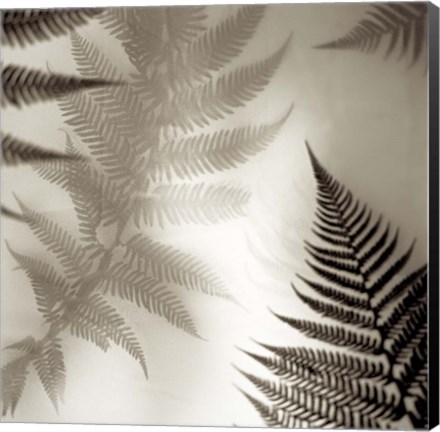 Framed Florison 65 Print