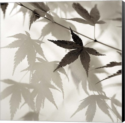 Framed Florison 62 Print