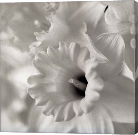 Framed Florison 45 Print