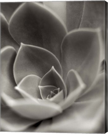 Framed Florison 25 Print