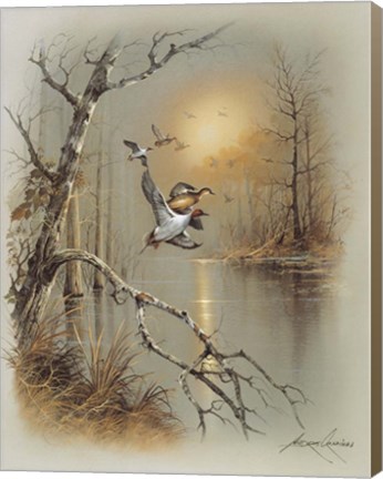 Framed Ducks C Print