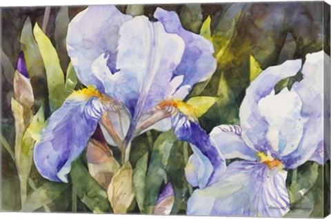 Framed Purple Iris Closeup Print