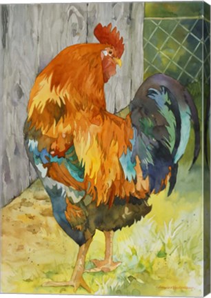 Framed Rooster Pen Print