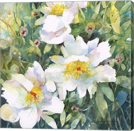 Framed Pristine Peonies Print