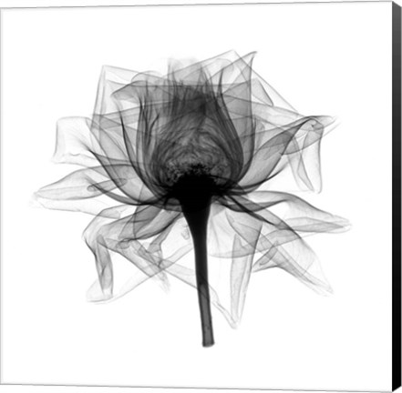 Framed Rose,Open #2 X-Ray Print