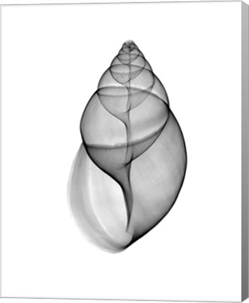Framed Achatina Jpn Land Snail  X-Ray Print