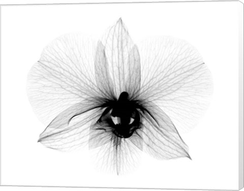 Framed Dendrobium 2  X-Ray Orchid Print
