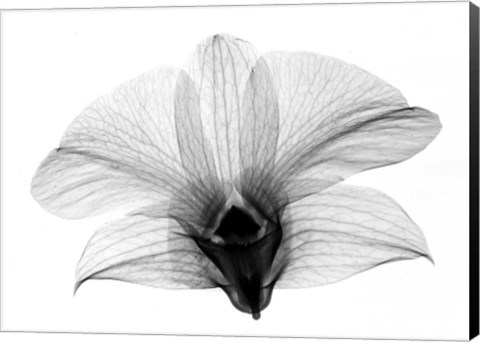 Framed Dendrobium On Back  X-Ray Orchid Print