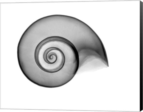 Framed False Ramshorn X-Ray Print