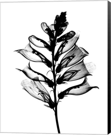 Framed Foxglove X-Ray Print