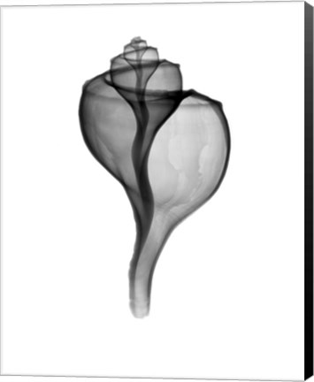 Framed Giant (Channel) Whelk  X-Ray Print