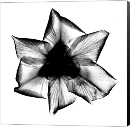 Framed Iris, Japanese X-Ray Print