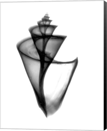 Framed Japanese Wonder Shell X-Ray Print