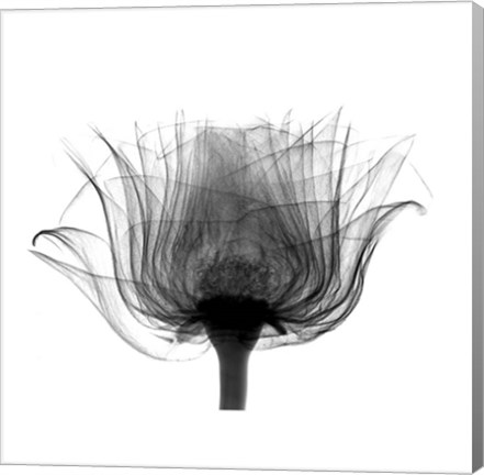 Framed Joel&#39;s Rose X-Ray Print