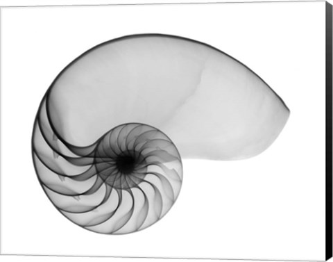 Framed Nautilus Shell Lite X-Ray Print