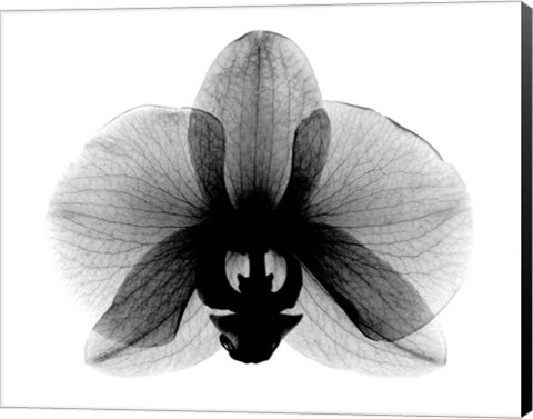 Framed Orchid, Small  X-Ray Print