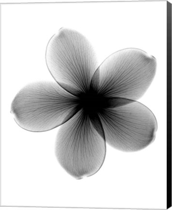 Framed Plumeria X-Ray Print