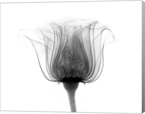 Framed Rose ,Noma X-Ray Print