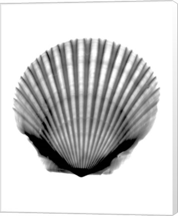 Framed Scallop #3 X-Ray Print