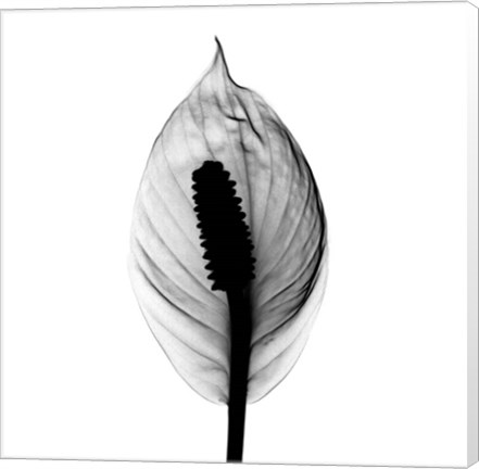 Framed Spathyphyllum X-Ray Print